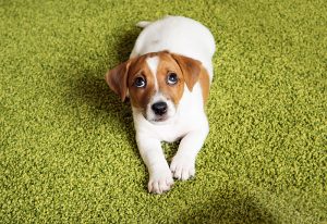 Puppy Jack russell terrier lying on a carpet and looking up