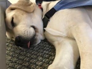 yellow lab puppy laying down sleeping