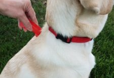 yellow lab getting treated for fleas and ticks