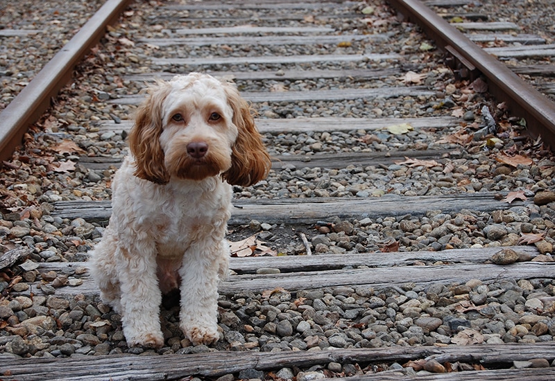 puppy on train tracks without leash