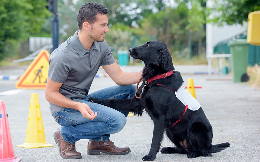 Service Dogs 101: Part 3, Advanced Training - Tevra Pet