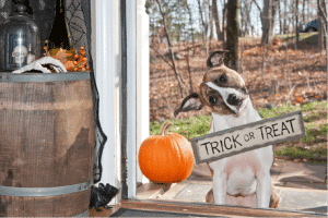 dog with trick or treat sign on him