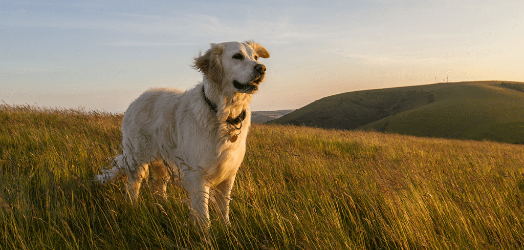 large yellow labrador in tall grass