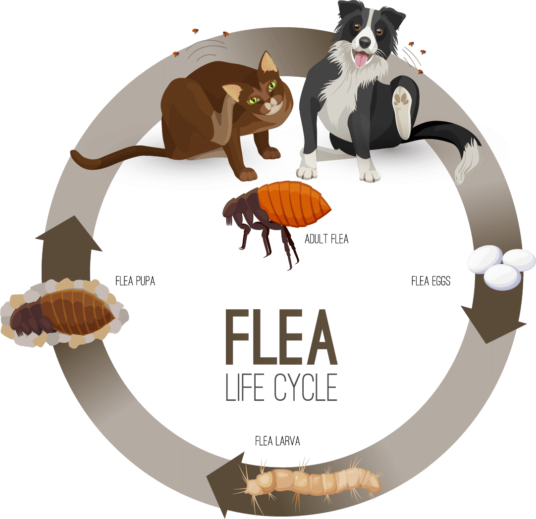 Flea Infestation 101 Pet Health Tevra Pet