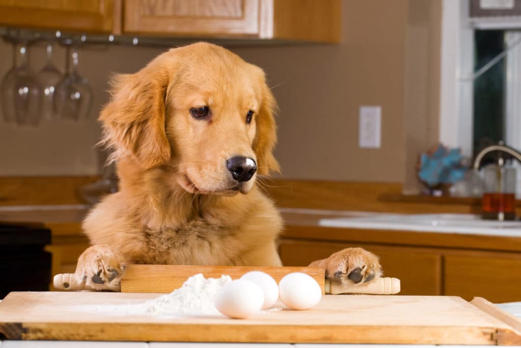 dog baking recipe