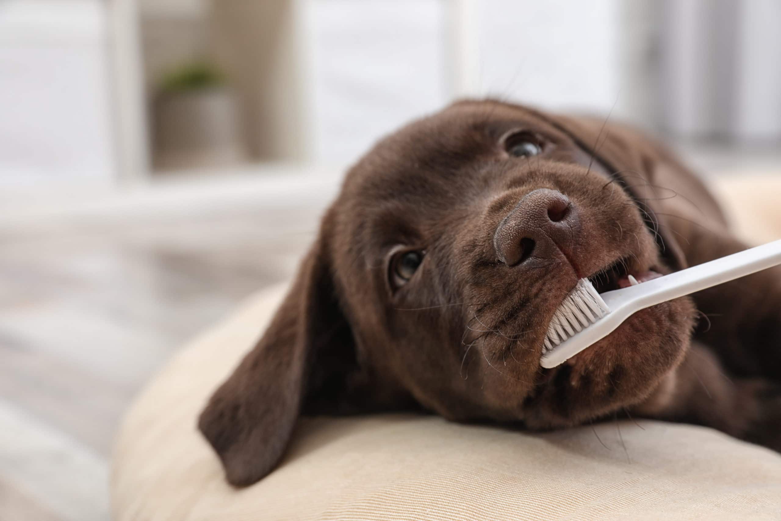Запах изо рта у собаки причины. Щетка для зубов лабрадору. Зубная щётка для собак.