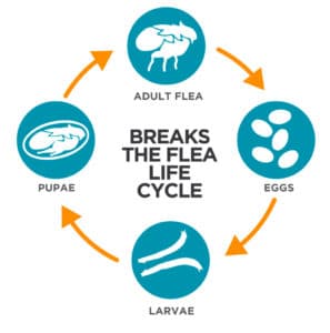 Flea Life Cycle Infographic