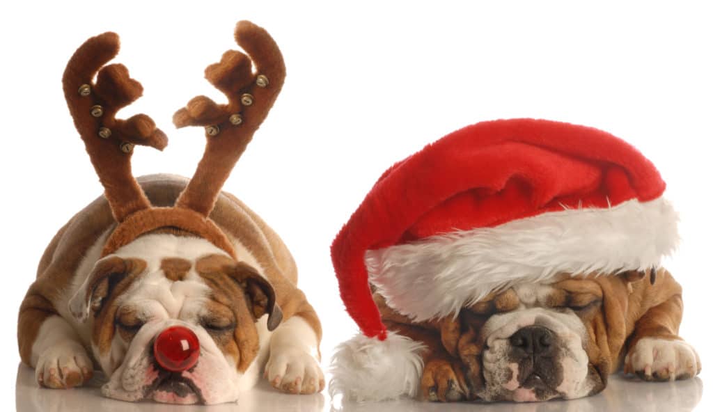 Bulldog in Santa hat