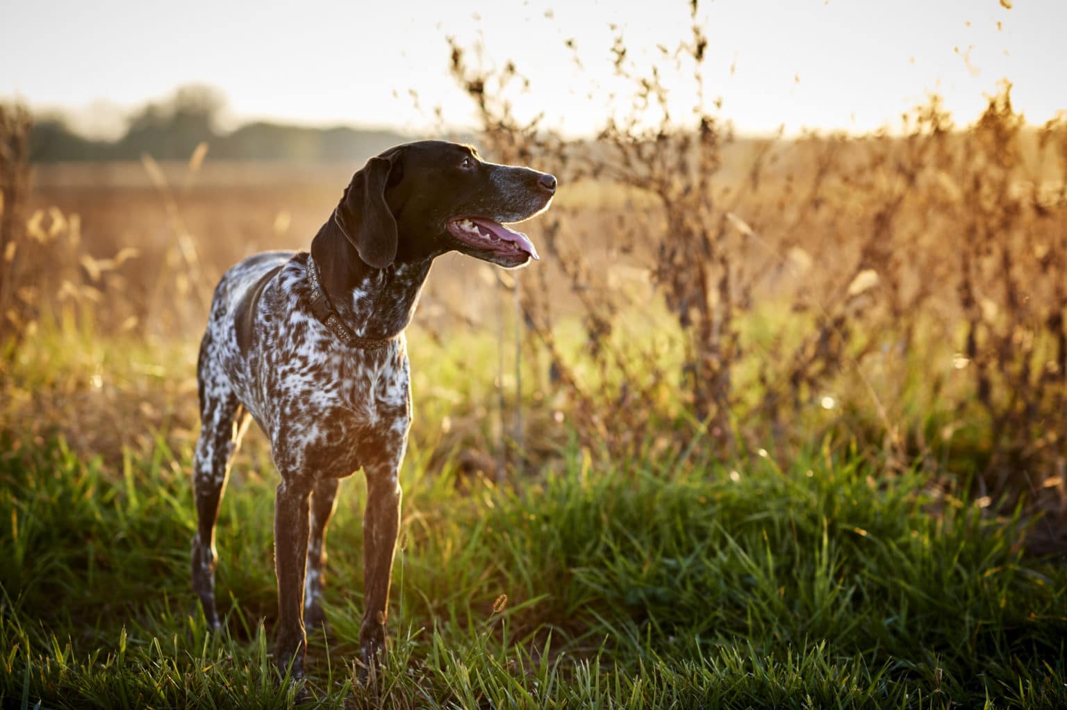 The Twelve Breeds of Christmas: German Shorthaired Pointer - Tevra Pet