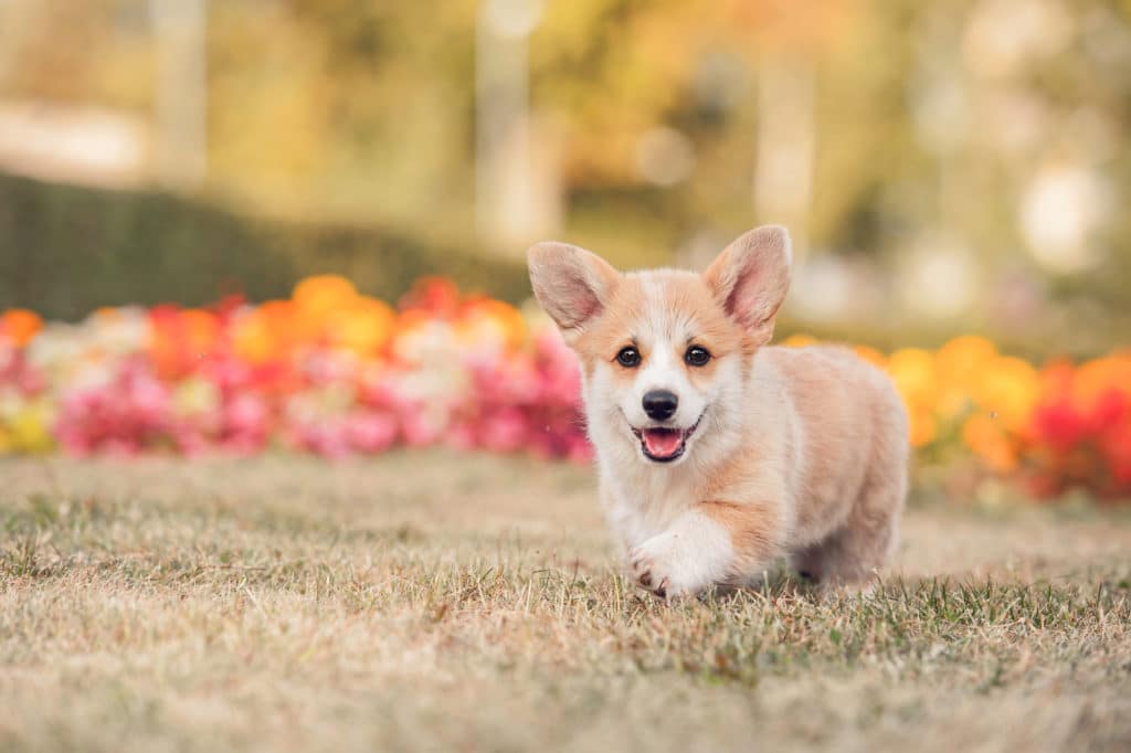 The Twelve Breeds of Christmas: Pembroke Welsh Corgi - Tevra Pet