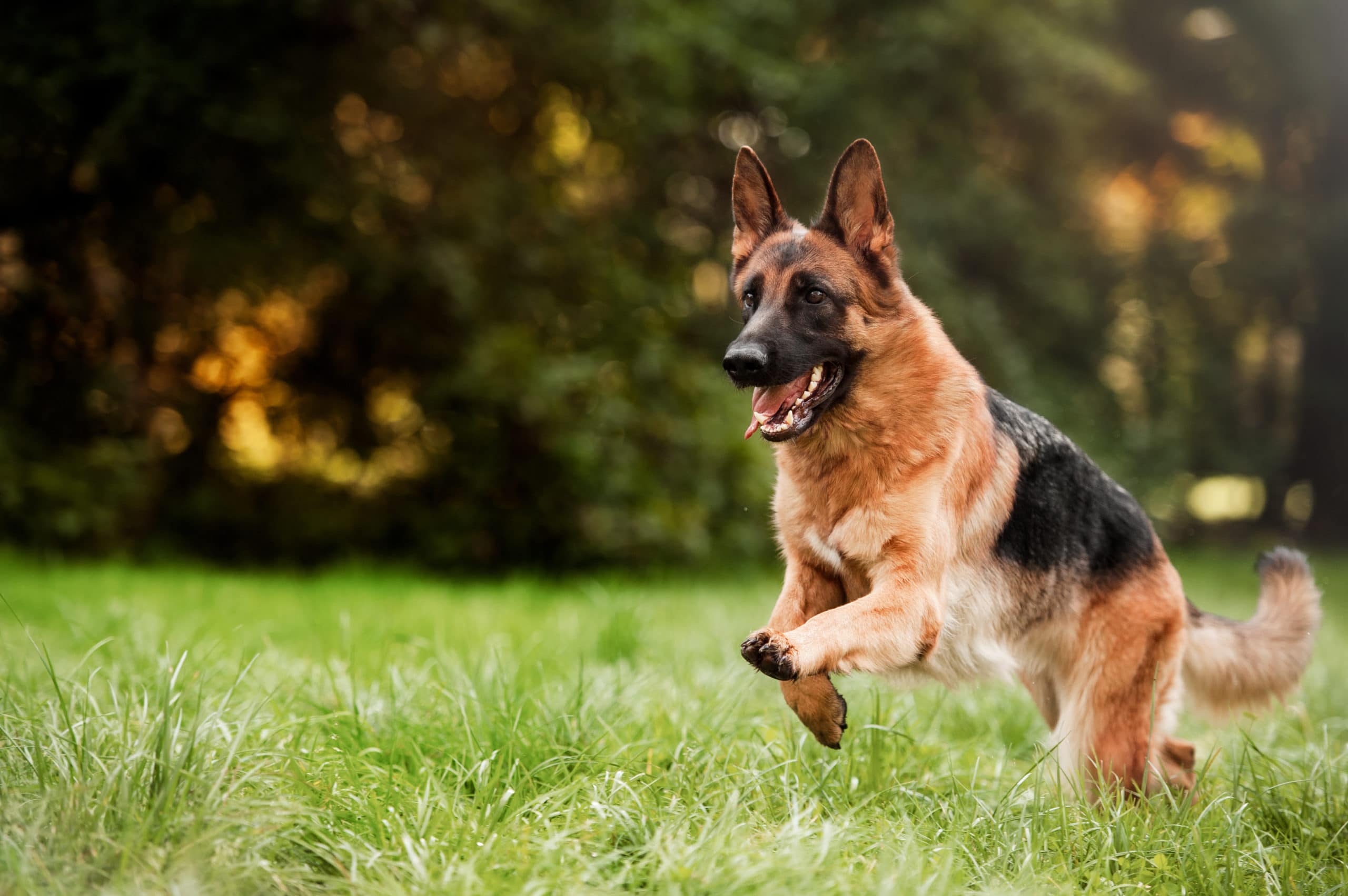 how to know german shepherd original breed