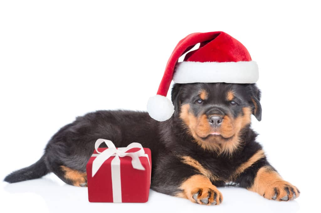 Rottweiler in Christmas hat
