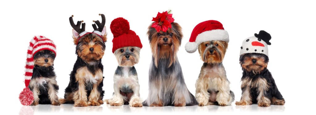 yorkshire terrier in christmas hats