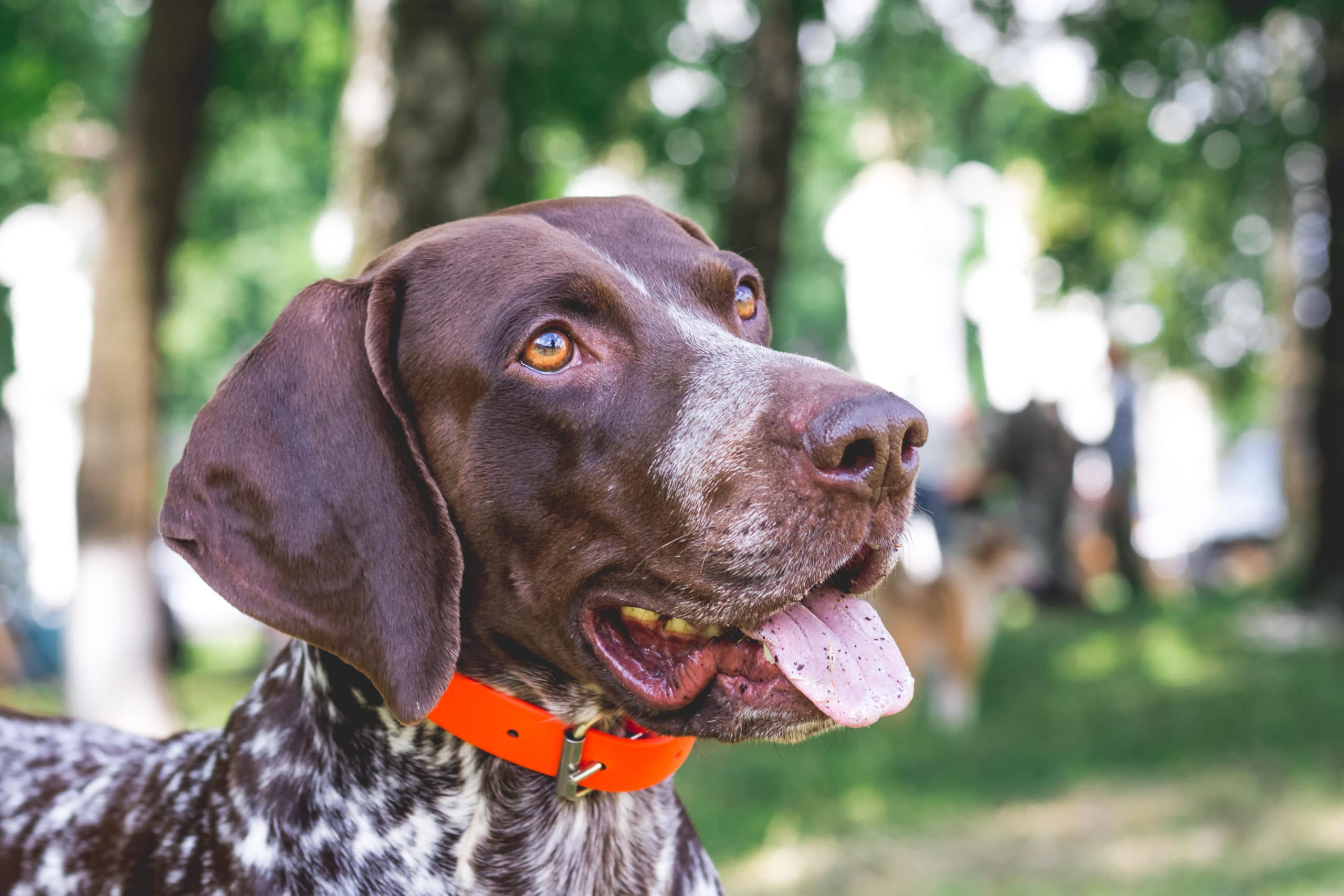 german shorthaired pointer