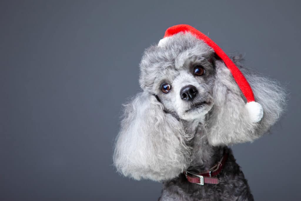 poodle in christmas hat
