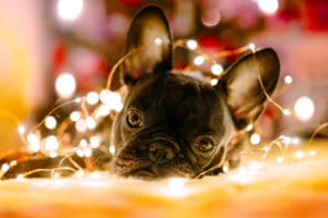 French Bulldog Christmas Lights