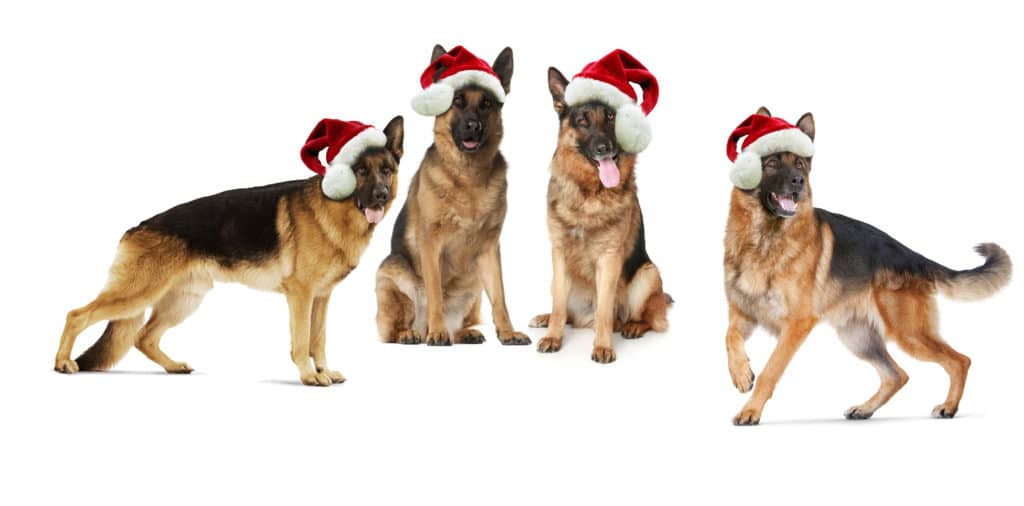 German Shepherd dogs in christmas hats