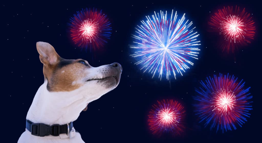 Fireworks and Calming Chews for Dogs
