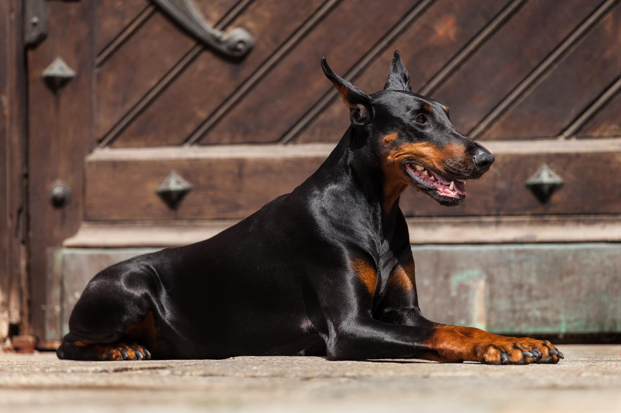 The Top Seven Most Trainable Dog Breeds - Tevra Pet