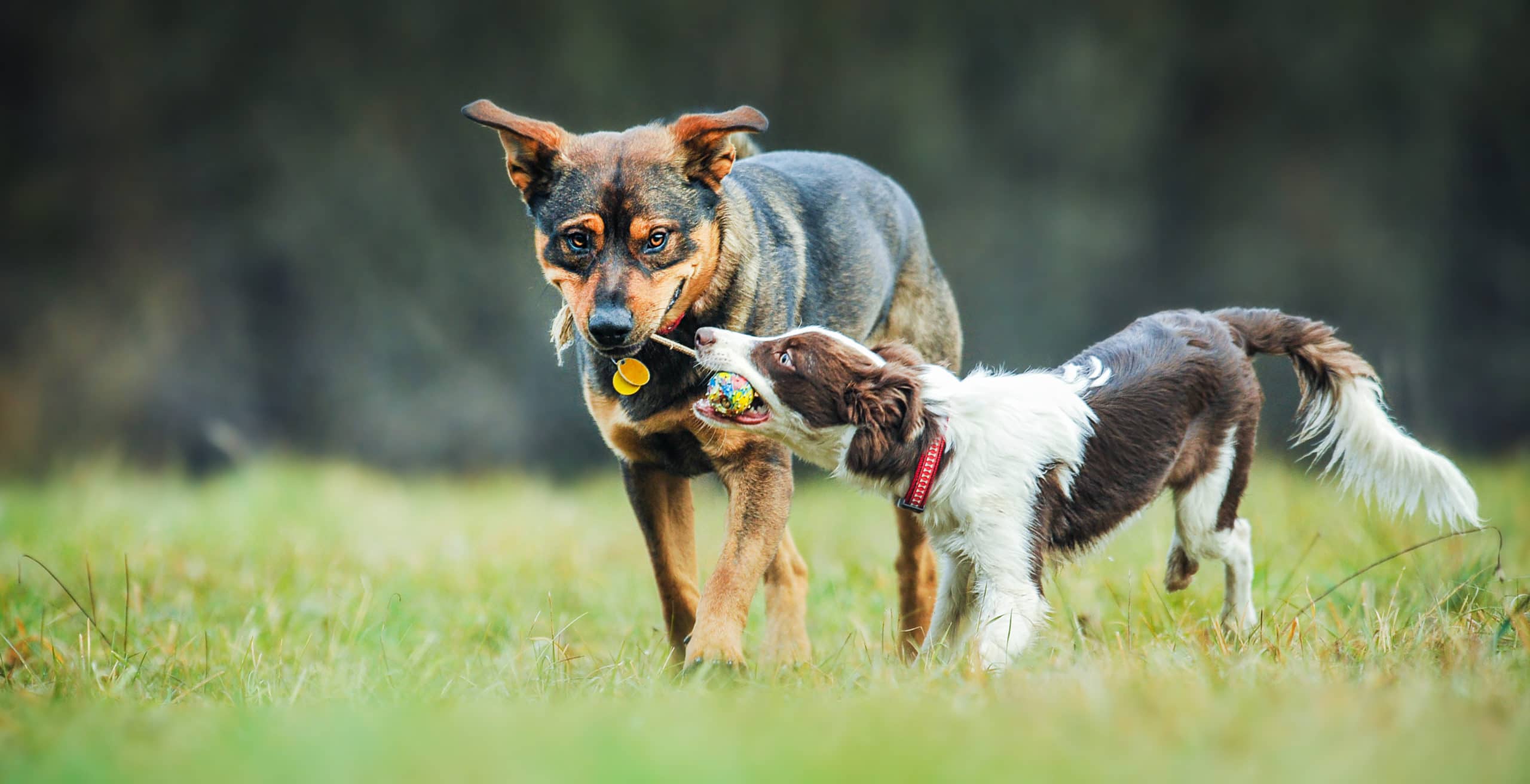 Top 5 Joint Care Tips for Dogs of all Ages - Tevra Pet